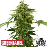 Green Label Seeds Auto Silver Haze